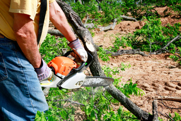 Hawthorne, NV Tree Services Company